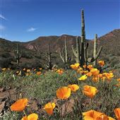 State Parks - Wildflower Season