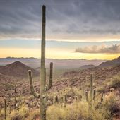 Saguaro National Park (East)