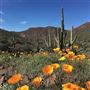 State Parks - Wildflower Season