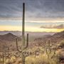 Saguaro National Park (East)