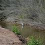 Gila River (Buckeye)