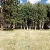 Coconino National Forest