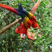 Phoenix Zoo