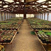 B&B Cactus Farm