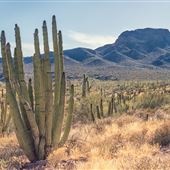 Organ Pipe Cactus National Monument