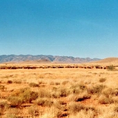 Peterson Ranch