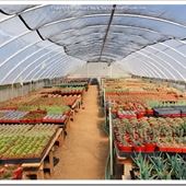 Bach's Greenhouse Cactus Nursery