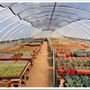 Bach's Greenhouse Cactus Nursery