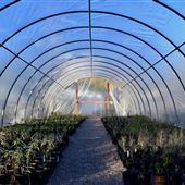 Desert Survivors Nursery
