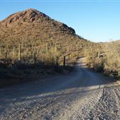 Saguaro National Park