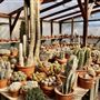 Bach's Cactus Nursery