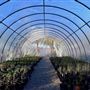 Desert Survivors Nursery