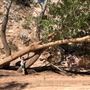 Hackberry Canyon
