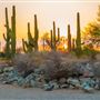 Riparian Preserve at Water Ranch