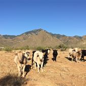 Agua Caliente Ranch