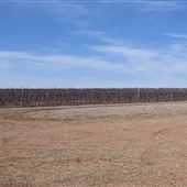 Callaghan Vineyards