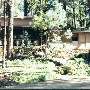 Payson Mountain Homes