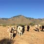 Agua Caliente Ranch