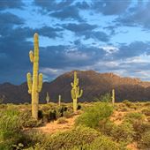McDowell Mountain Regional Park