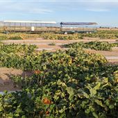 Marana Pumpkin Patch