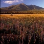 San Francisco Peaks