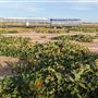 Marana Pumpkin Patch