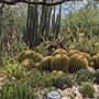 Tucson Botanical Gardens