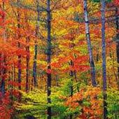 Boyce Thompson Arboretum