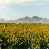 QueenCreek