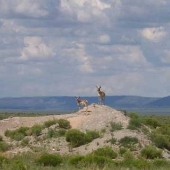 Seligman Landscape