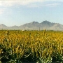 QueenCreek