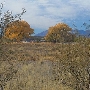 Sierra Vista Landscape