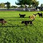 Countryside Park