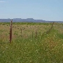 Seligman Landscape