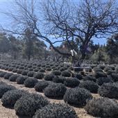 Life Under the Oaks Lavender Farm