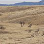 Las Cienegas National Conservation Area