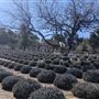 Life Under the Oaks Lavender Farm