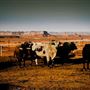 K.E.Y Ranch