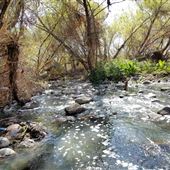 Rio Salado Habitat Restoration