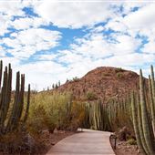 Desert Botanical Garden