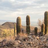 Saguaro National Park (West)