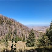 Mt. Lemmon