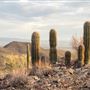 Saguaro National Park (West)