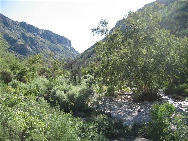 Sabino Canyon (7/15/2005)
