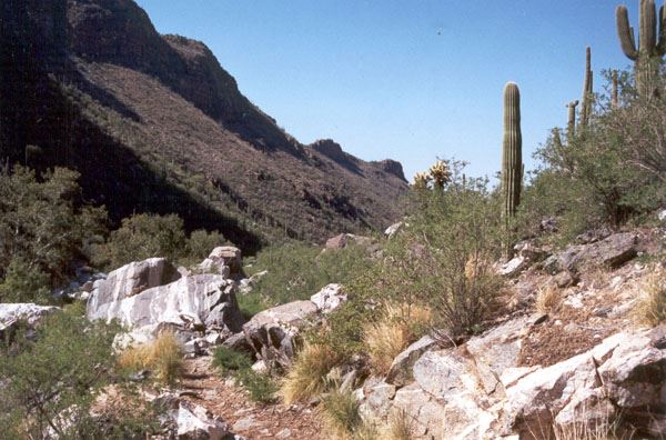 Sabino Canyon (7/15/2005)